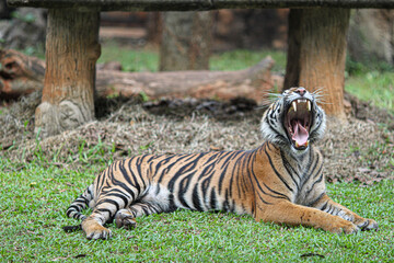 A powerful Sumatran tiger, a symbol of strength and endangered wildlife, yawning with its mouth wide open, showing its impressive fangs