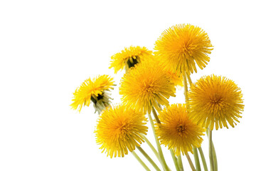 Close-up of bright yellow dandelions