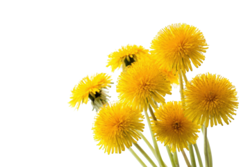 Close-up of bright yellow dandelions
