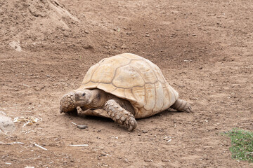 Obraz premium African spurred tortoise (Centrochelys sulcata) lying on dry ground. Wildlife and reptile close-up, textured shell and skin in natural outdoor habitat.