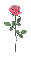 Fototapeta premium Single Pink Rose with Green Leaves and Stem.