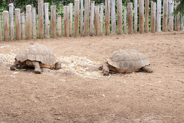 African spurred tortoise (Centrochelys sulcata) lying on dry ground. Wildlife and reptile close-up,...