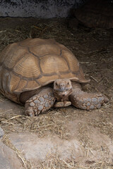 African spurred tortoise (Centrochelys sulcata) lying on dry ground. Wildlife and reptile close-up,...