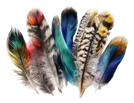 Vibrant bird feathers in a cluster