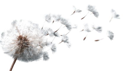 A dandelion seed head with seeds dispersing