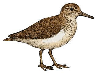 Actitis hypoleucos