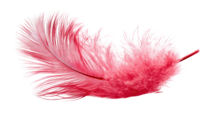 Vibrant Pink Feather on Black