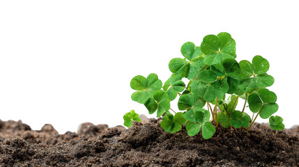 Clover sprout in soil