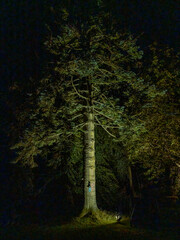 A large conifer tree illuminated at night, Scotland, United Kingdom