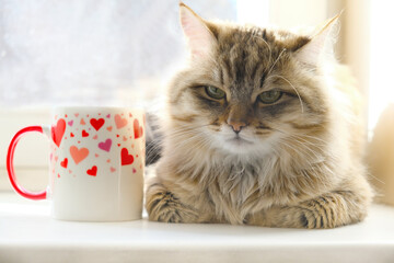 Cup with hearts pattern, cup of coffee,  funny pretty cute tabby kitten. Mixed breed cat. Funny pets. Valentines Day, Birthday, Dating
