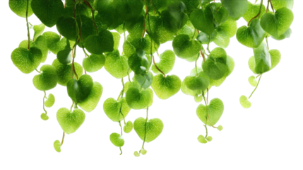 Close-up of lush, heart-shaped leaves cascading