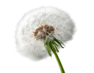 Close-up of a dandelion seed head (87)