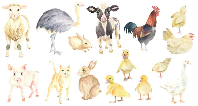 Set of farm animals: ostrich, pig, cow, chucken and oter. Hand drawn. Watercolor.