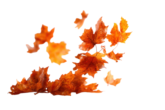 Autumn leaves scattered on black background (2)