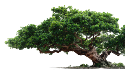 Lush green tree against black background (18)