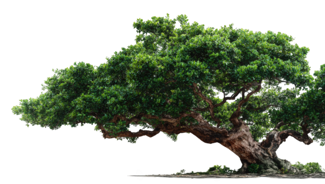 Lush green tree against black background (18)