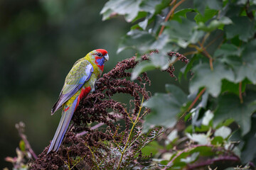 rainbow lorikeet on a branch