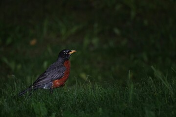 robin on a branch