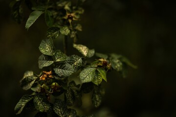 green leaves on a branch