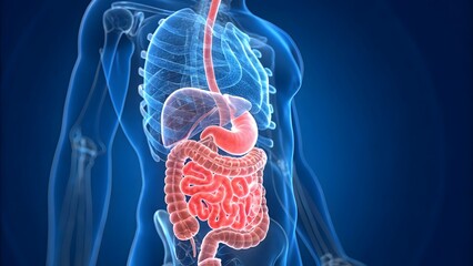 Human Digestive System Anatomy and Physiology Render photo image
