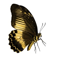 黄金の羽ばたき