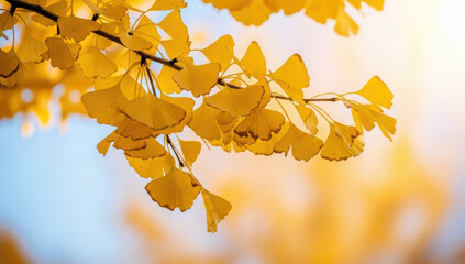노란색으로 물든 은행나무 잎이 햇살을 받으며 빛나는 가을 풍경