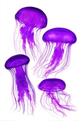 Purple Jellyfish in Water