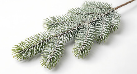 Close up of a frosted pine branch lying on a white surface with a soft shadow and bright lighting
