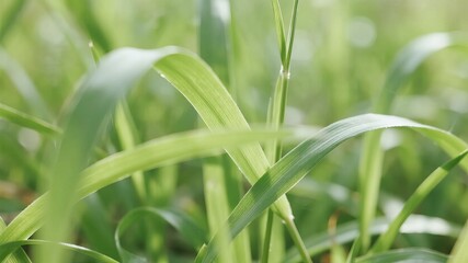 Fototapeta premium Close-Up of Fresh Spring Grass Leaves, Highlighting Delicate Details of Nature's Renewal and Growth