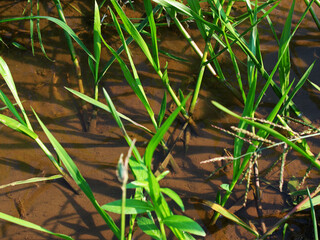 View of grass in the mud. 