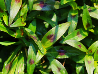 Close-up view of leaves with dot in the middle. 
