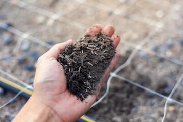Hand-checking soil quality. Soil for cultivation. Vegetable plot in a greenhouse.