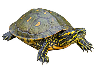 Obraz premium A captivating close-up showcases a vibrant turtle, featuring intricate patterns of green, black, and yellow on its shell and limbs, set against a stark black backdrop.