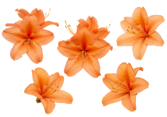 Six peach azalea blossoms isolated on transparent background