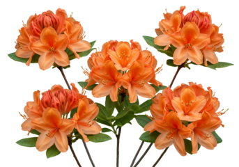 Five orange azaleas on transparent background
