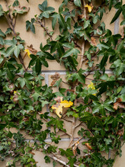 A wall covered in dense, green ivy with some leaves showing yellowing in Edinburgh, Scotland, United Kingdom