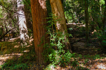 Henry Cowell Redwoods State Park