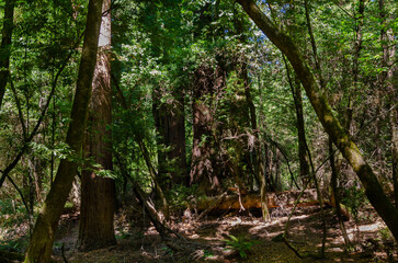 Henry Cowell Redwoods State Park