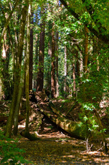 Fototapeta premium Henry Cowell Redwoods State Park
