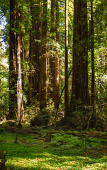 Henry Cowell Redwoods State Park