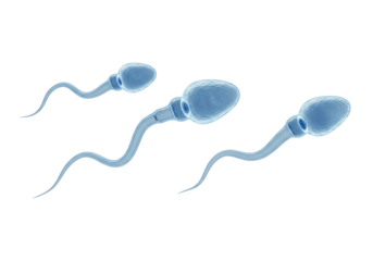 Three sperm cells human biology medical science transparent background 3 d render