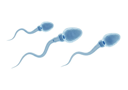 Three sperm cells human biology medical science transparent background 3 d render