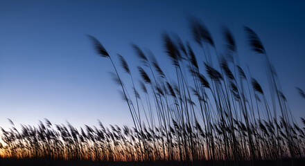 Obraz premium Tall grass sways gently in the evening breeze along the shoreline at dusk, creating a peaceful and serene scene with a calming atmosphere.