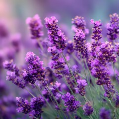 Obraz premium a beautiful close-up shot of lavender flowers in full bloom, showcasing their vibrant purple color and delicate petals. The image is filled with natural beauty.