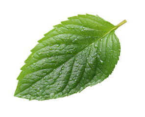 Close-up of a vibrant green mint leaf,  showing intricate veins and  water droplets