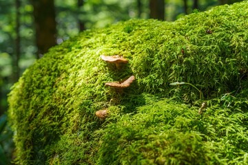 苔の上で元気に育つキノコ