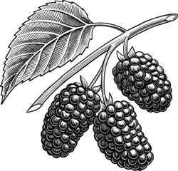 mulberries basket line art design 