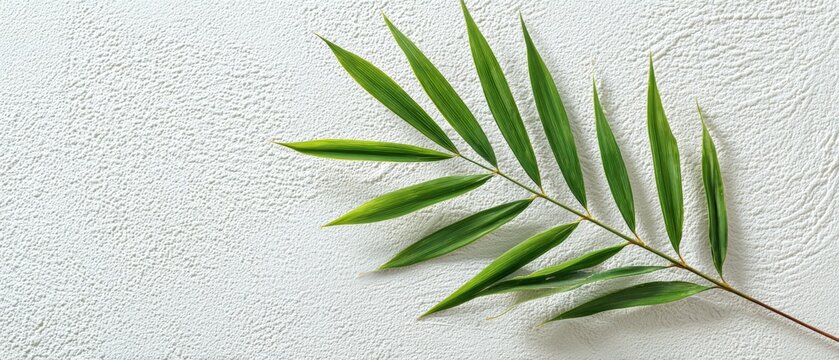 Fototapeta Green palm leaf with elongated fronds resting on textured white surface, natural botanical foliage for decoration and nature themes