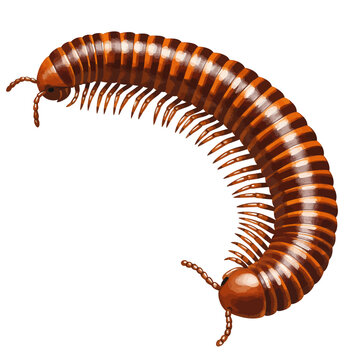 brown millipede crawling on white background clip art preview