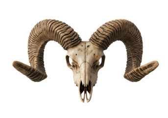 Ram skull with large horns isolated on transparent background
